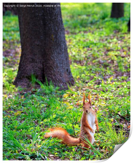 A little orange squirrel stands on its hind legs on a sunny glade of a city park. Print by Sergii Petruk