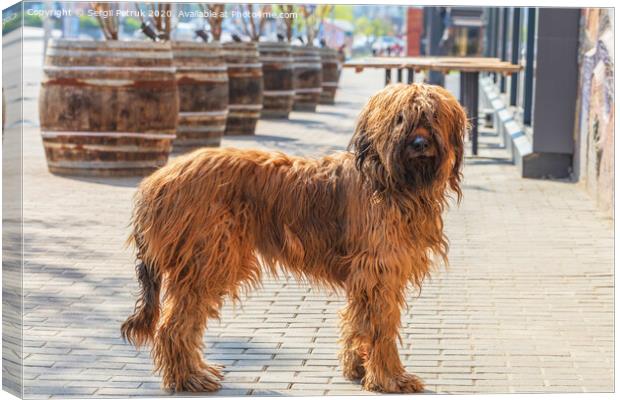 French shepherd shepherd briard walking on the paved paths of the city pavement Canvas Print by Sergii Petruk