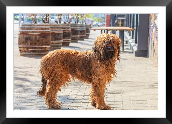 French shepherd shepherd briard walking on the paved paths of the city pavement Framed Mounted Print by Sergii Petruk