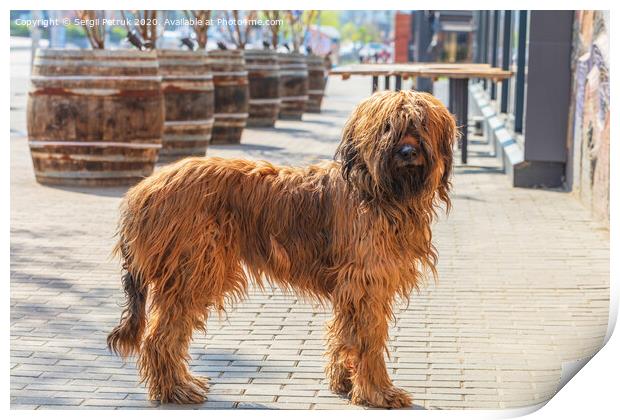 French shepherd shepherd briard walking on the paved paths of the city pavement Print by Sergii Petruk