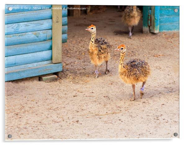 Little fluffy ostrichs strolls around the farm yard. Acrylic by Sergii Petruk