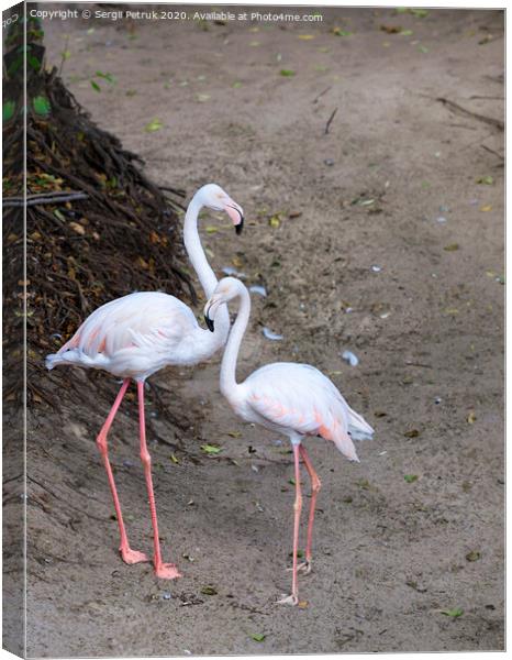 Portrait of a beautiful pair of young pink flamingos Canvas Print by Sergii Petruk