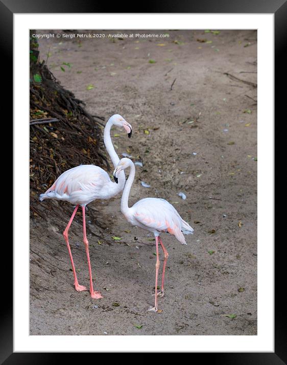 Portrait of a beautiful pair of young pink flamingos Framed Mounted Print by Sergii Petruk