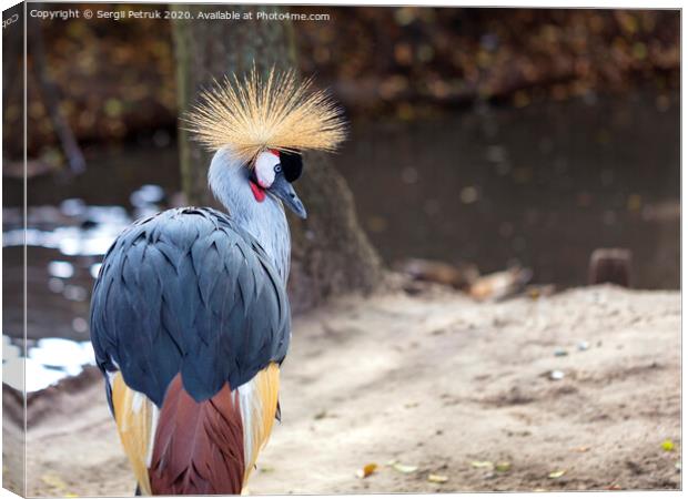 Glance and head of Gray Crowned Crane Canvas Print by Sergii Petruk
