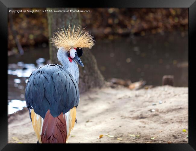 Glance and head of Gray Crowned Crane Framed Print by Sergii Petruk