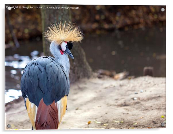 Glance and head of Gray Crowned Crane Acrylic by Sergii Petruk