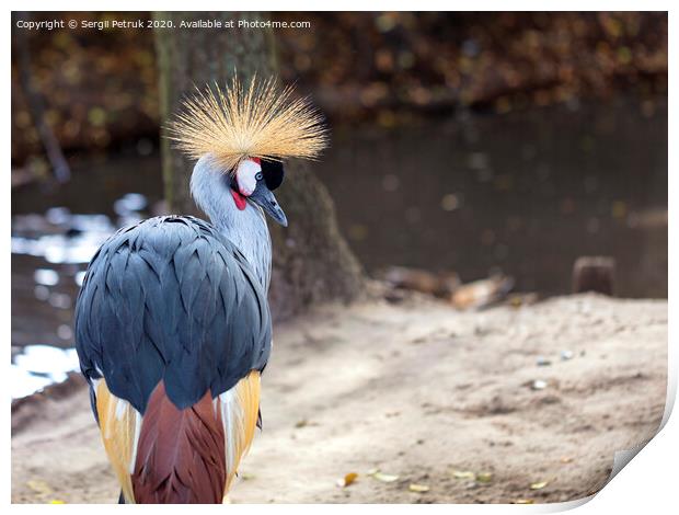 Glance and head of Gray Crowned Crane Print by Sergii Petruk
