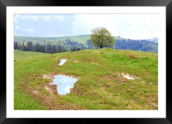Beautiful spring landscape of the Carpathian Mountains after a warm rain. Framed Mounted Print by Sergii Petruk