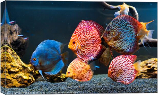 Colorful fish from the spieces Symphysodon discus in aquarium. Canvas Print by Przemek Iciak