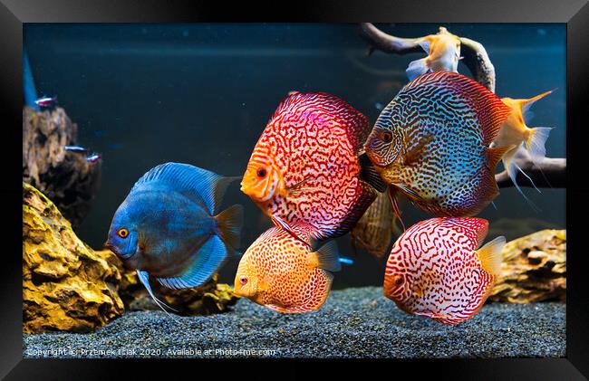Colorful fish from the spieces Symphysodon discus in aquarium. Framed Print by Przemek Iciak