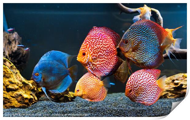 Colorful fish from the spieces Symphysodon discus in aquarium. Print by Przemek Iciak