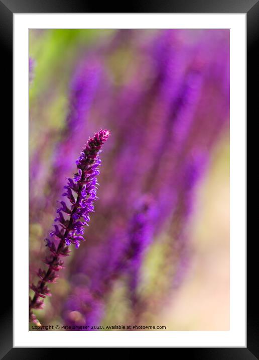 Purple Salvias Framed Mounted Print by Pete Bresser