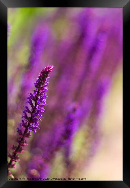 Purple Salvias Framed Print by Pete Bresser