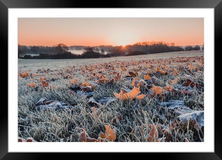 Autumn Leaves Sunrise Framed Mounted Print by Dan Davidson