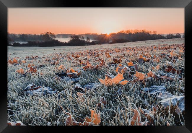 Autumn Leaves Sunrise Framed Print by Dan Davidson