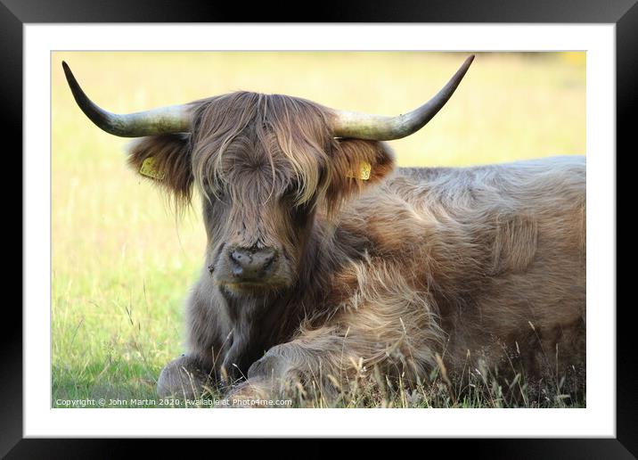 Highland cow sitting in the grass Framed Mounted Print by John Martin