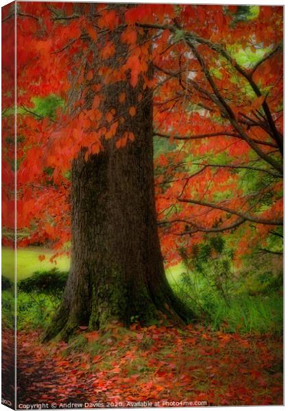 Dream of autumn Canvas Print by Andrew Davies
