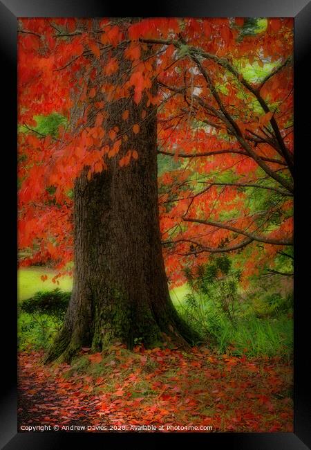 Dream of autumn Framed Print by Andrew Davies