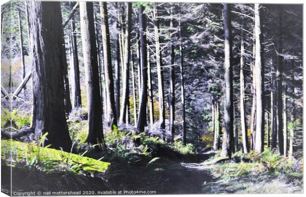The Way Through The Woods. Canvas Print by Neil Mottershead
