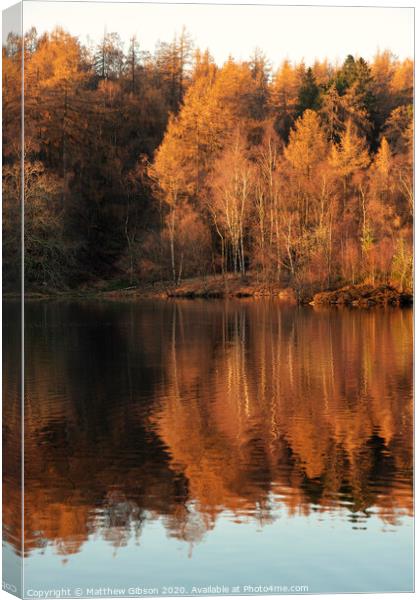 Beautiful landscape image of Tarn Hows in Lake District during beautiful Autumn Fall evening sunset with vibrant colours and still waters Canvas Print by Matthew Gibson