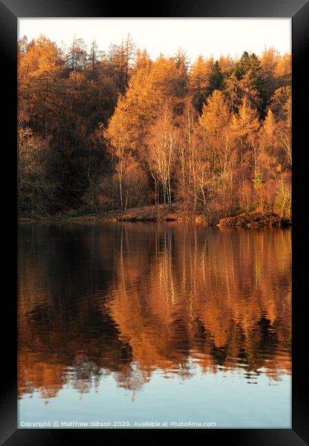 Beautiful landscape image of Tarn Hows in Lake District during beautiful Autumn Fall evening sunset with vibrant colours and still waters Framed Print by Matthew Gibson