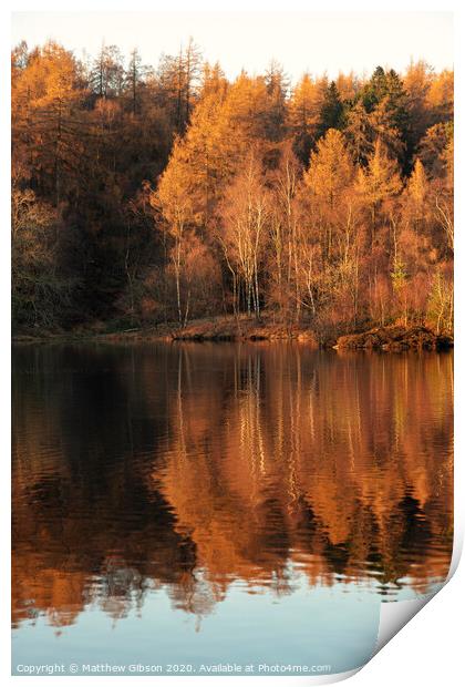 Beautiful landscape image of Tarn Hows in Lake District during beautiful Autumn Fall evening sunset with vibrant colours and still waters Print by Matthew Gibson