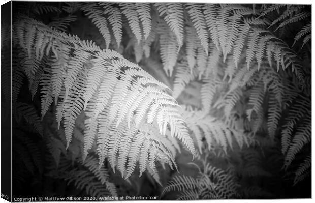 Stunning black and white detail infra red image of forest fern leaf in landscape Canvas Print by Matthew Gibson