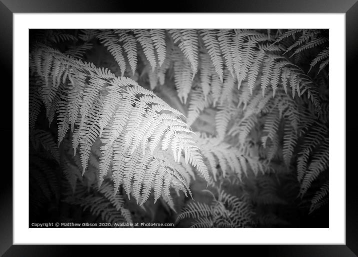 Stunning black and white detail infra red image of forest fern leaf in landscape Framed Mounted Print by Matthew Gibson