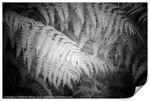 Stunning black and white detail infra red image of forest fern leaf in landscape Print by Matthew Gibson