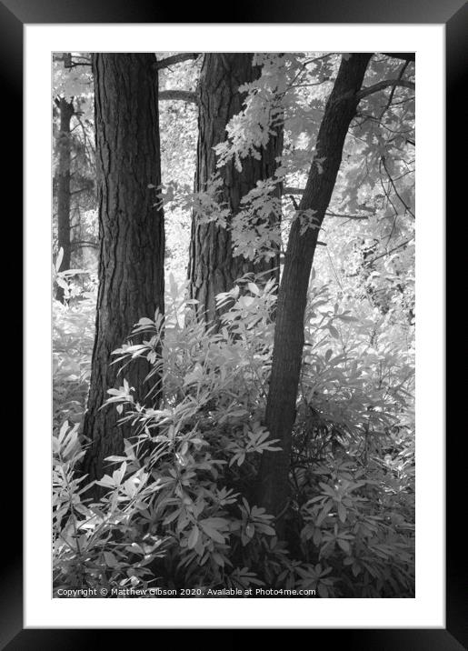 Stunning toned black and white infra red Summer landscape woodland image Framed Mounted Print by Matthew Gibson