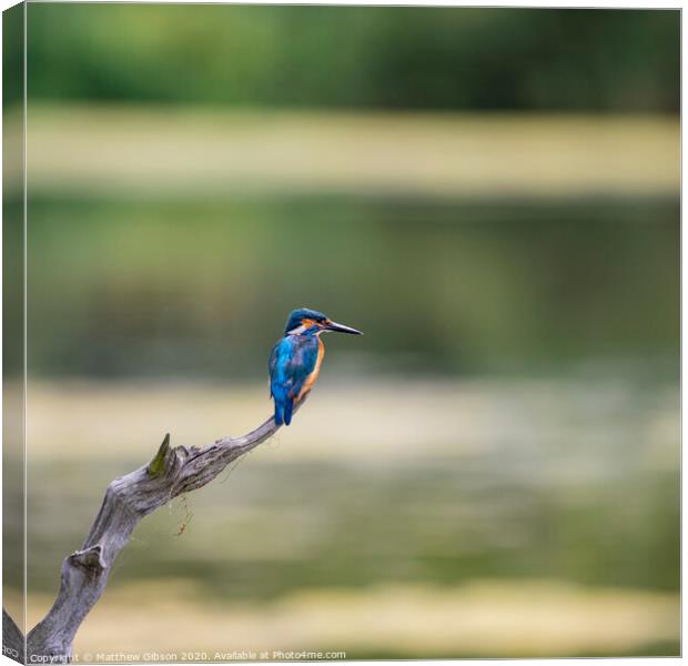 Beautiful vibrant Common Kingfisher Alcedo Atthis perched on branch over river hunting food Canvas Print by Matthew Gibson