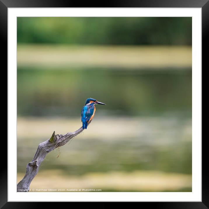 Beautiful vibrant Common Kingfisher Alcedo Atthis perched on branch over river hunting food Framed Mounted Print by Matthew Gibson