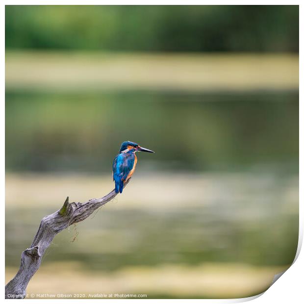 Beautiful vibrant Common Kingfisher Alcedo Atthis perched on branch over river hunting food Print by Matthew Gibson