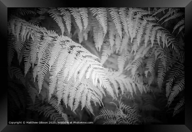 Stunning black and white detail infra red image of forest fern leaf in landscape Framed Print by Matthew Gibson