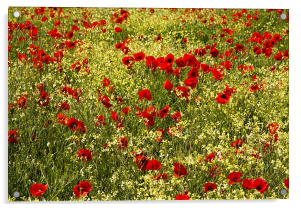 Wild Flower Meadow Acrylic by Paul Macro