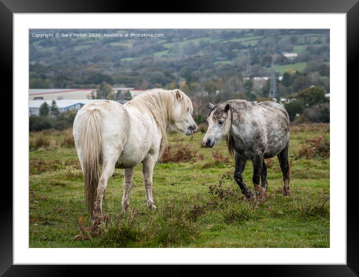 Two wild horses, showing each other affection, on an autumn day	 Framed Mounted Print by Gary Parker