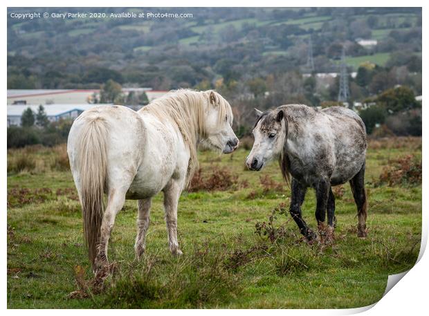 Two wild horses, showing each other affection, on an autumn day	 Print by Gary Parker