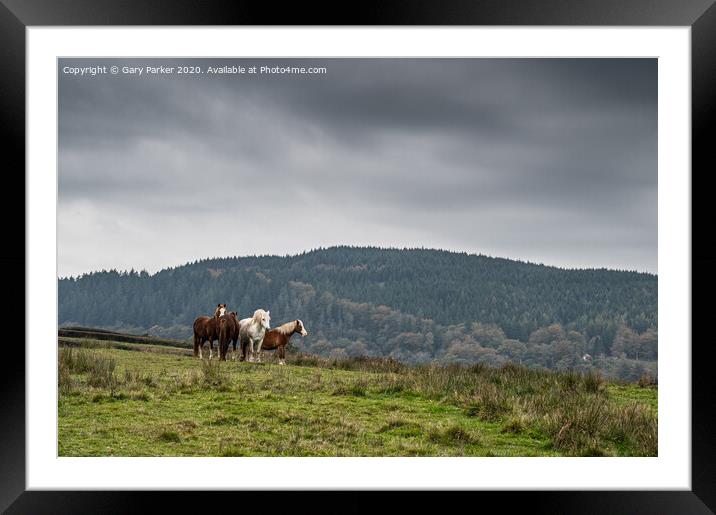 A herd of wild horses, in the Welsh landscape. It is autumn and the sky is cloudy	 Framed Mounted Print by Gary Parker