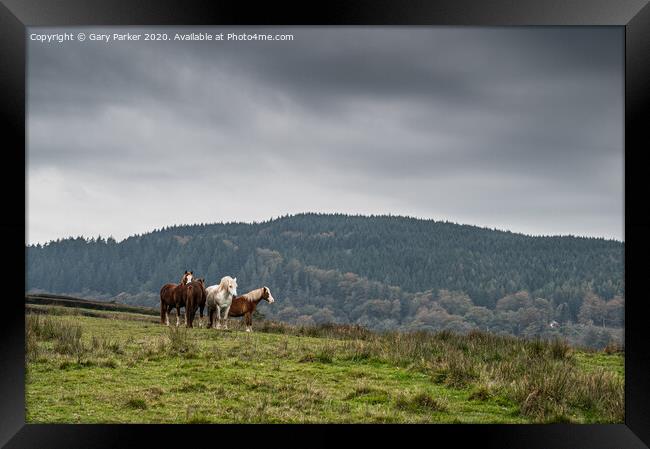 A herd of wild horses, in the Welsh landscape. It is autumn and the sky is cloudy	 Framed Print by Gary Parker
