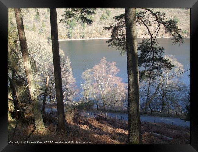 Through the trees to Caban Coch Reservoir  Framed Print by Ursula Keene