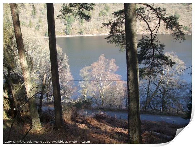 Through the trees to Caban Coch Reservoir  Print by Ursula Keene