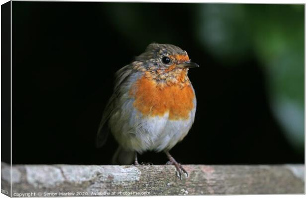 Young Robin sat on a tree branch Canvas Print by Simon Marlow