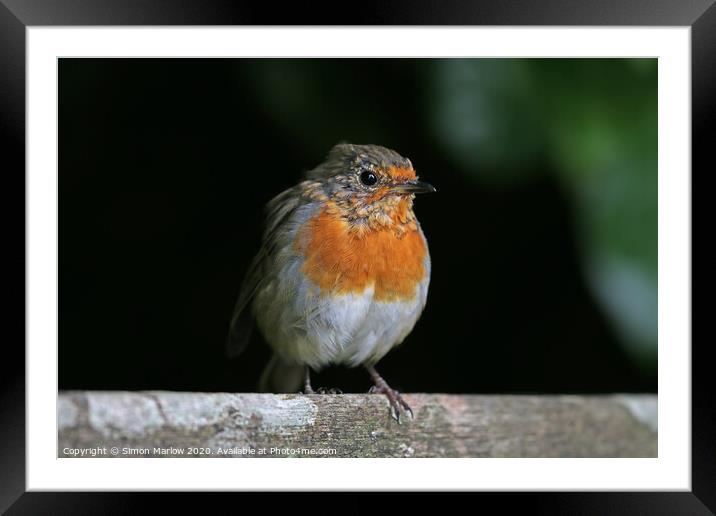 Young Robin sat on a tree branch Framed Mounted Print by Simon Marlow