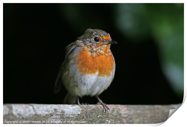 Young Robin sat on a tree branch Print by Simon Marlow
