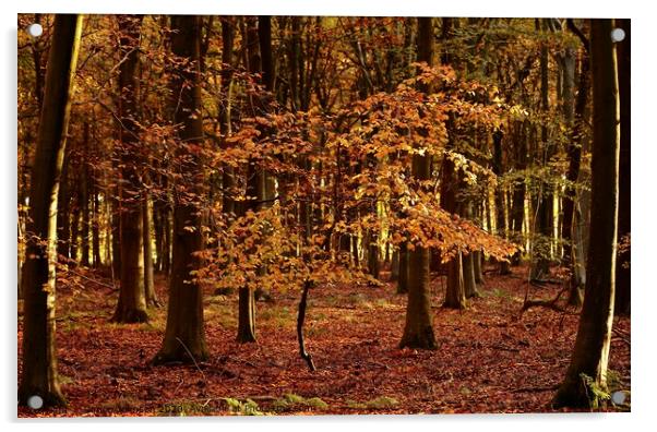 Sunlit Beech tree Acrylic by Simon Johnson