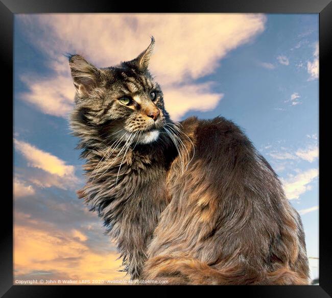 Maine Coon Cat posing in the Sunset Framed Print by John B Walker LRPS