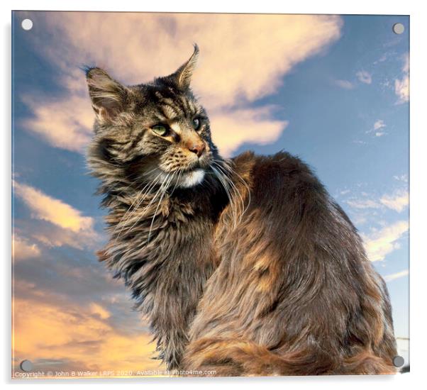Maine Coon Cat posing in the Sunset Acrylic by John B Walker LRPS