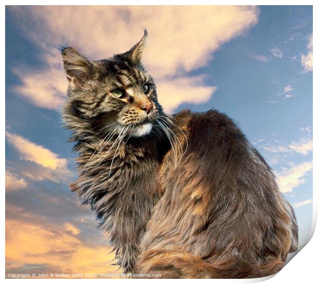 Maine Coon Cat posing in the Sunset Print by John B Walker LRPS