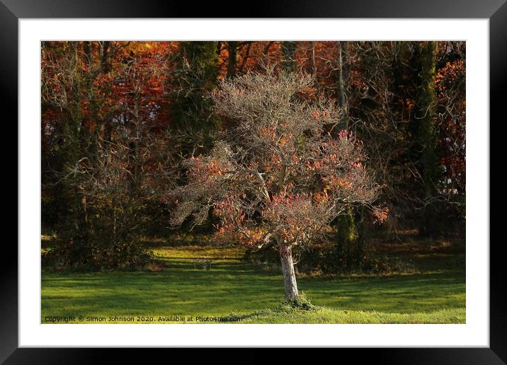 Isolated Tree  Framed Mounted Print by Simon Johnson