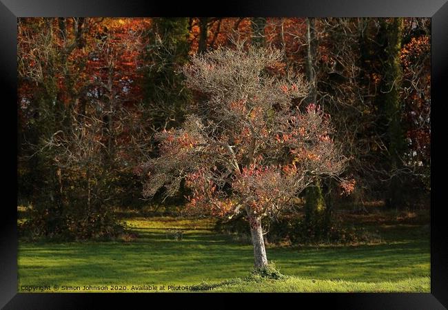 Isolated Tree  Framed Print by Simon Johnson